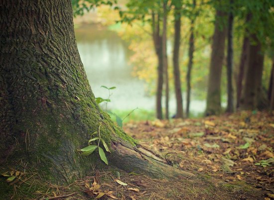 Более 1,5 тысячи га лесов высадят в Волгоградской области в 2021 году
